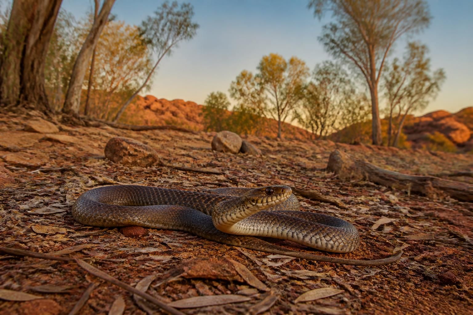 découvrez notre guide complet sur les serpents en australie pour apprendre à identifier les espèces, éviter les dangers et cohabiter en toute sécurité avec ces reptiles fascinants.